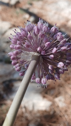 Allium commutatum, photograph 6