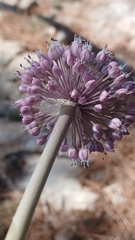 Allium commutatum, photograph (c) Martin Scheuch, some rights reserved (CC BY)