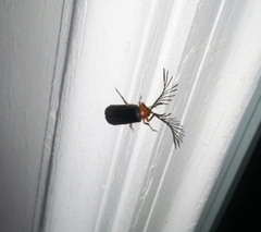 Pterotus obscuripennis