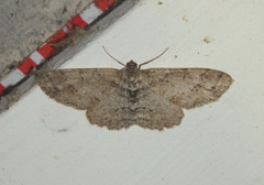 Paradarisa consonaria