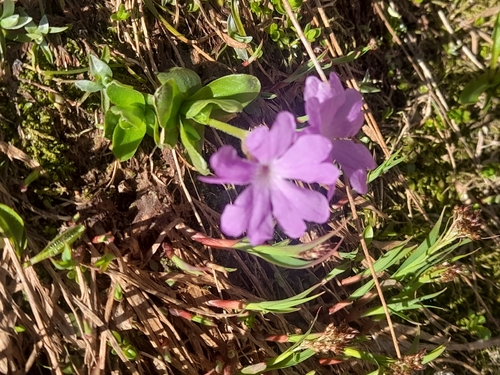 Primula integrifolia, photograph 1