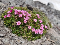 Androsace ciliata, photograph Flavien Saboureau, CC BY, iNaturalist via GBIF