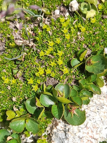 Cherleria sedoides, photograph 3