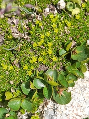 Cherleria sedoides, photograph (c) Flavien Saboureau, some rights reserved (CC BY)
