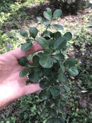 Condalia hookeri