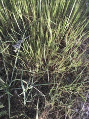 Poa bulbosa