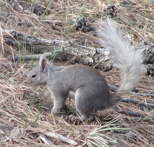Abert's Squirrel observed by katherine_ginkgo42