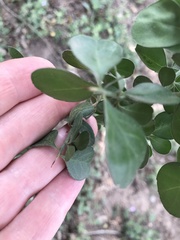 Condalia hookeri