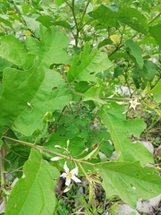 Solanum torvum image