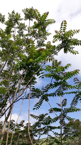 Ailanthus altissima image