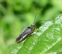 Irbisia