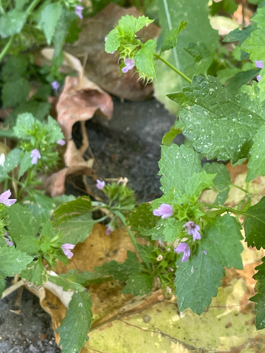 Black horehound