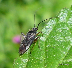 Irbisia