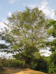 Maclura tinctoria