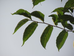 Maclura tinctoria