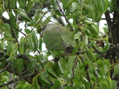 Poicephalus cryptoxanthus