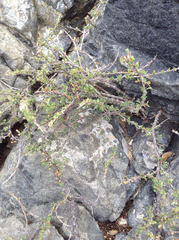 Euphorbia magdalenae