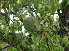 Poicephalus cryptoxanthus