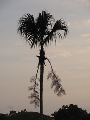 Sabal mauritiiformis