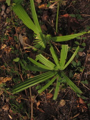 Sabal mauritiiformis