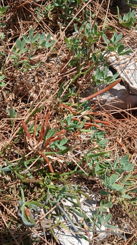 Lotus cytisoides, photograph 6