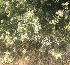 Lepidium fremontii