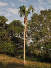 Sabal mauritiiformis