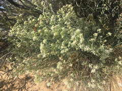 Lepidium fremontii