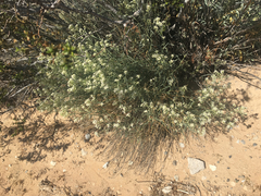 Lepidium fremontii