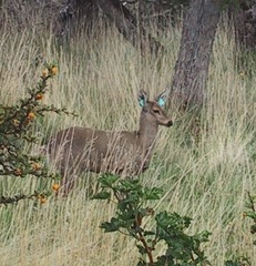 Hippocamelus bisulcus