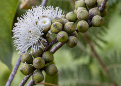 Eucalyptus ovata
