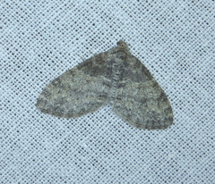Lobophora halterata