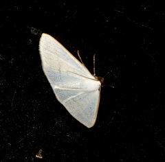 Lomographa claripennis