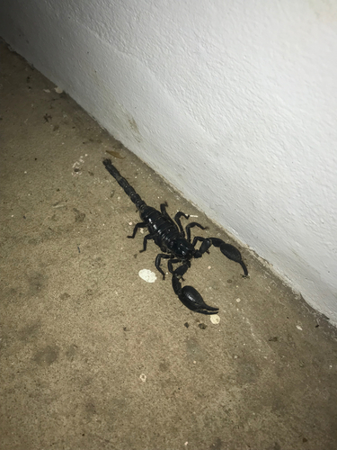 Laotian Giant Scorpion