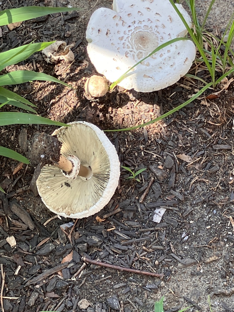 Green-spored Parasol · July 2026 · photo: Photo: no rights reserved · iNaturalist
