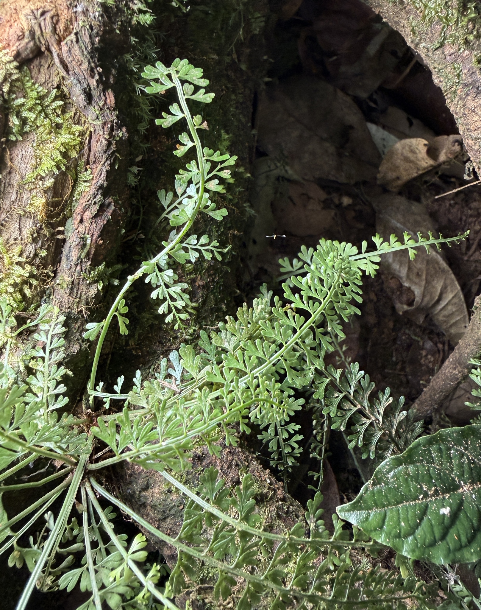 Asplenium dregeanum