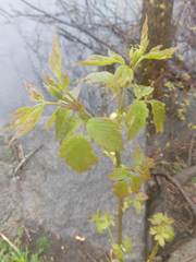 Acer negundo