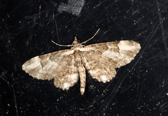 Gymnoscelis deleta