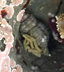 Ocenebrinae