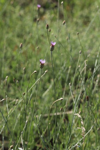 Xeranthemum cylindraceum