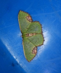 Spaniocentra kuniyukii