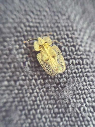 Eastern Sycamore Lace Bug