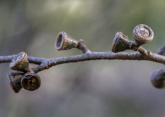 Eucalyptus ovata