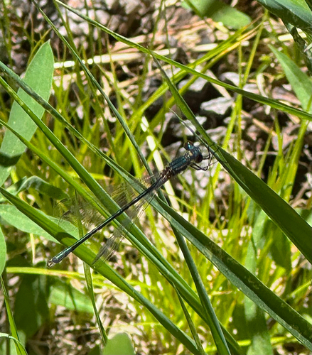iNaturalist observation photo of Emerald Spreadwing