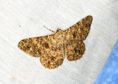 Racotis boarmiaria