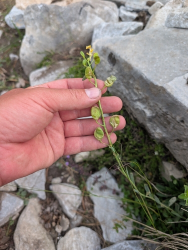 Alyssoides utriculata