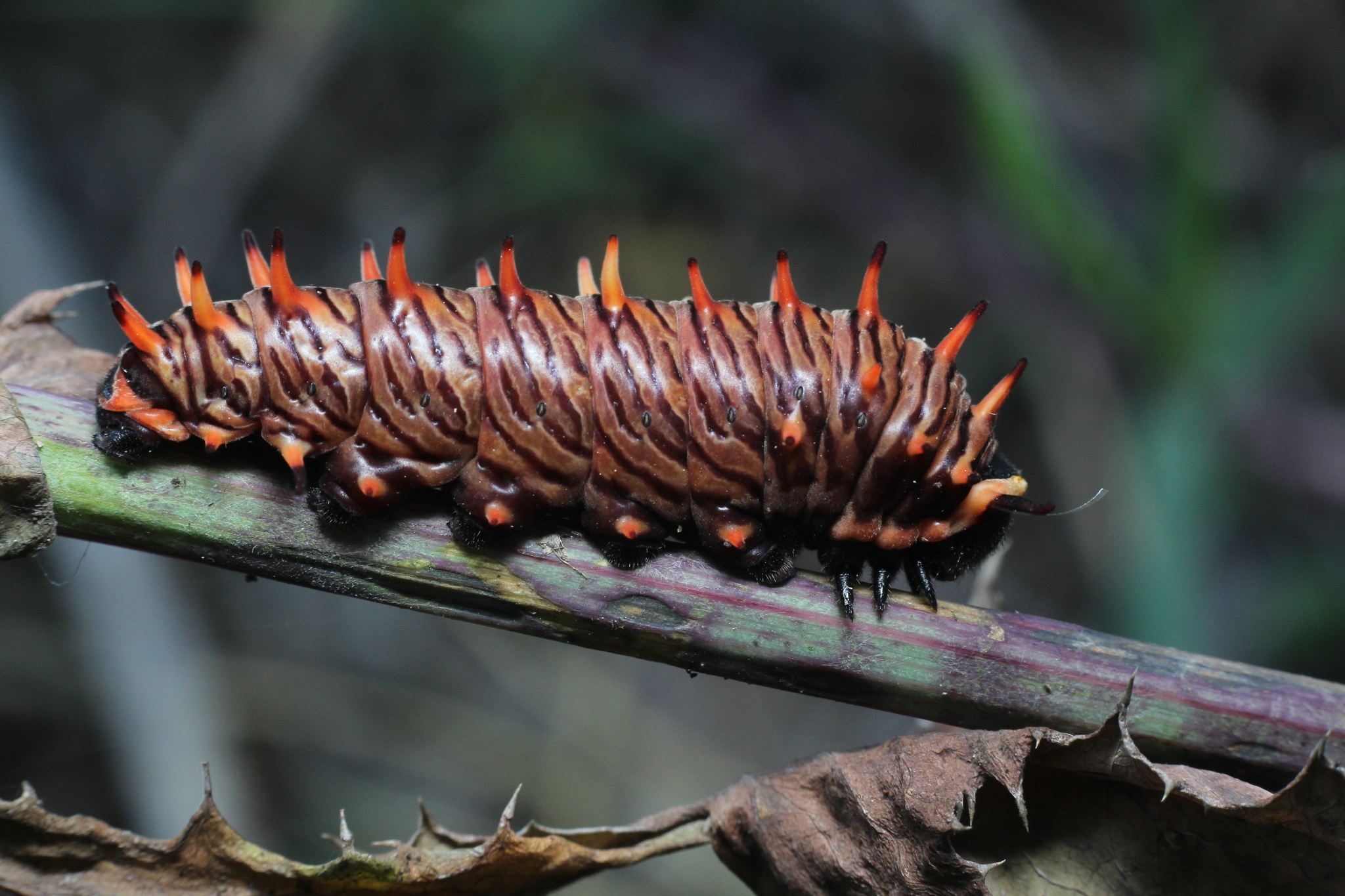 Polydamas Swallowtail (Battus polydamas) · iNaturalist