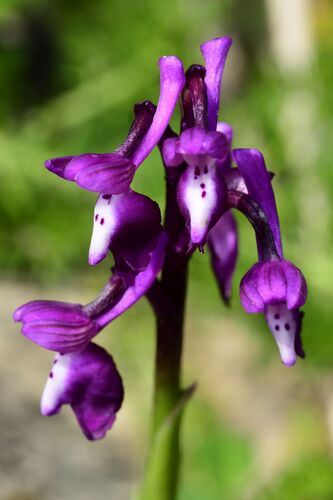 Anacamptis morio, photograph 6
