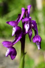 Anacamptis morio, photograph (c) Gary Yong Gee, some rights reserved (CC BY)