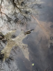 Limnoporus